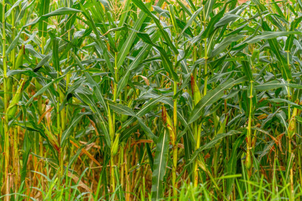 istock A group of corn plants bearing fruit in a field with a traditional farming system 1357823317