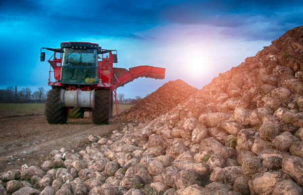 récolte de betteraves sucrières - beet sugar tractor field photos et images de collection