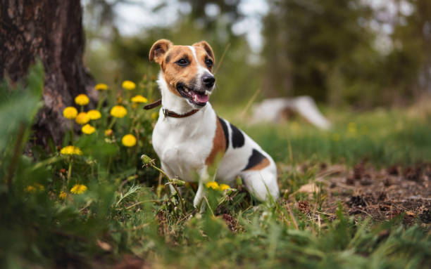 istock Small Jack Russell terrier sitting on meadow in spring, mouth open looking up, yellow dandelion flowers 1357823794