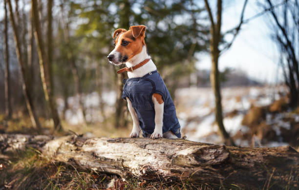 istock Small Jack Russell terrier in dark blue winter jacket leaning on fallen tree with grass and snow patches, blurred trees or bushes background 1357823798
