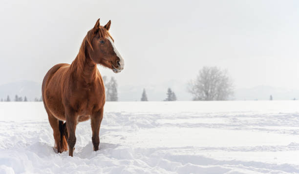 Dark brown horse wades on snow covered field, blurred trees in background, space for text left side