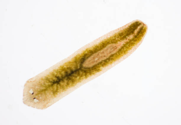 Planarian parasite (flatworm) under microscope view. stock photo