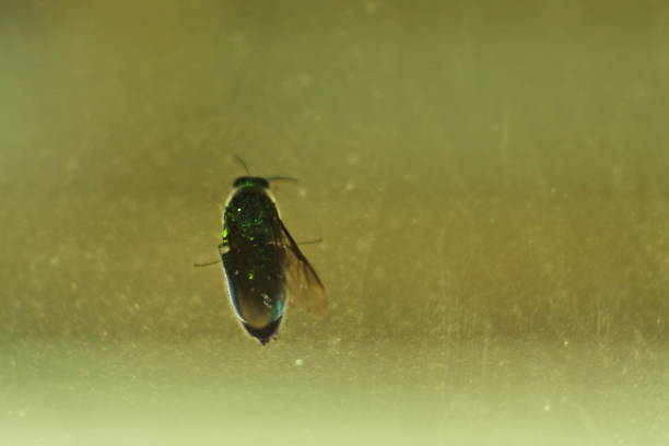 istock beetle fly on glass photo 1357825108