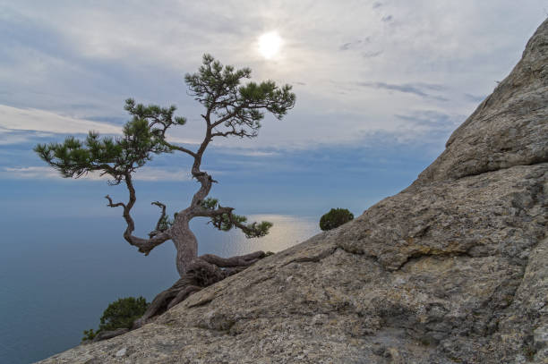 istock Lonely relict pine on a rock 1357826080