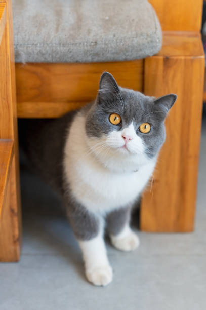 istock Cute British Shorthair cat, indoor shot 1357826221