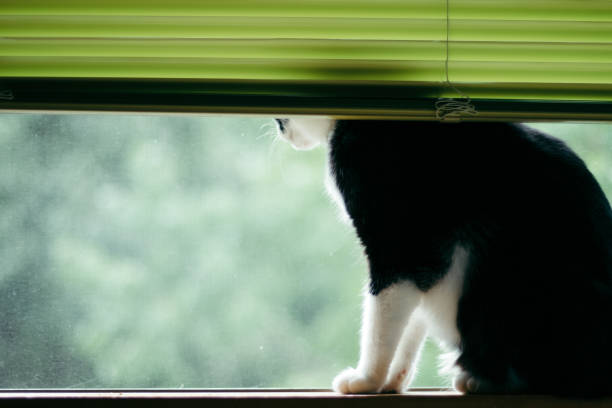 A cat hiding his face in the blinds by the window
