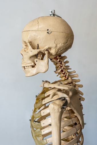 Profile view of a human adult skeleton for anatomy research.