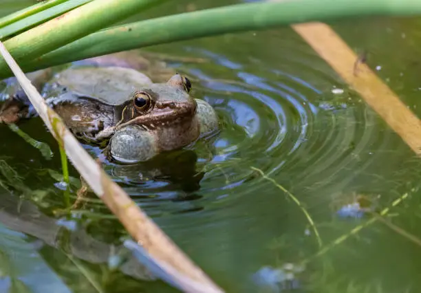 Photo of Croaking bubble frog in pond