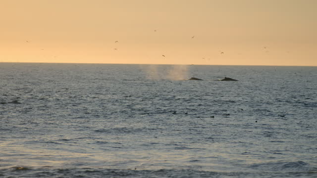 Whales in the Pacific Ocean