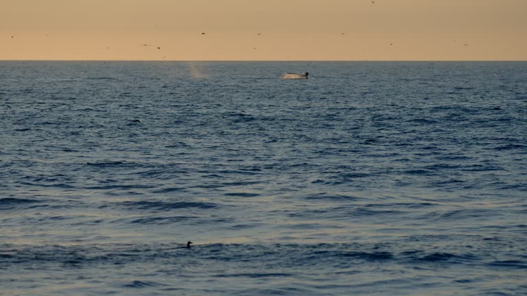 Whales in the Pacific Ocean