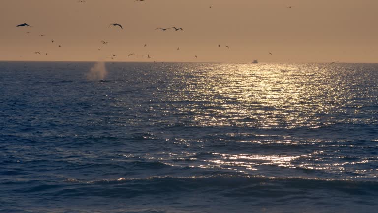 Whales in the Pacific Ocean