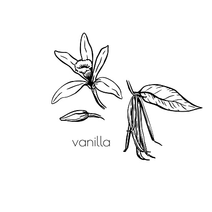 Vintage vanilla flower black sketch drawn, great design for any purposes. Vector white background.
