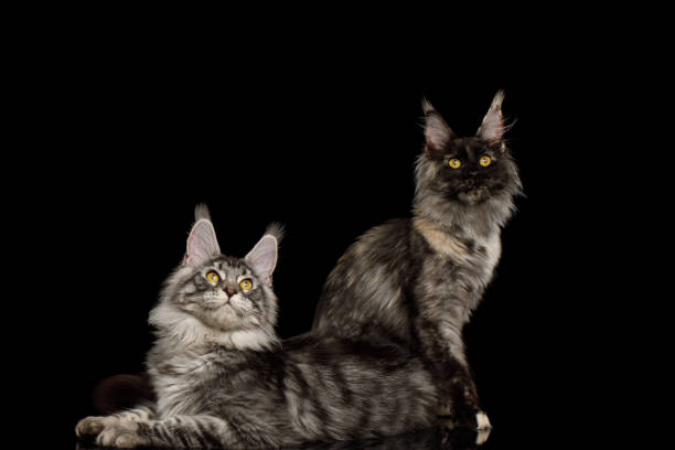 istock Huge Maine Coon Cat Isolated on Black Background 1357832577