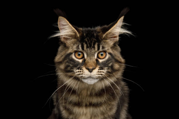 istock Maine Coon Cat Isolated on Black Background 1357832609
