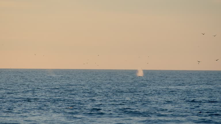 Whales in the Pacific Ocean