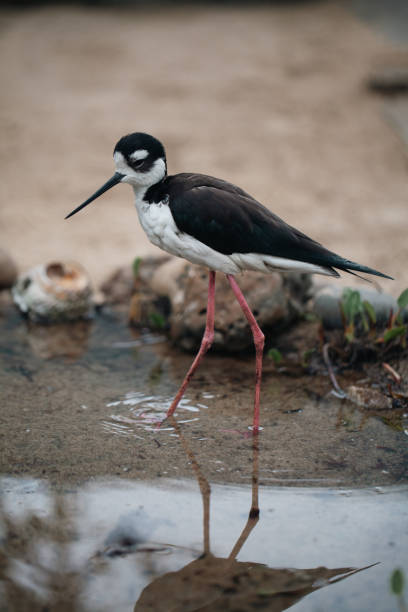 schwarzhals-stelzenläufer im teich - himantopus himantopus mexicanus stock-fotos und bilder