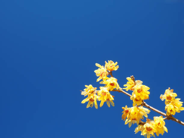 Wintersweet flowers against the blue sky.