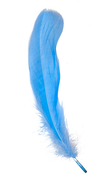 istock Elegance blue feather isolated on the white background 1357837936