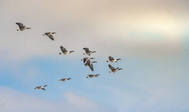 canadian geese flying in formation in the late afternoon - bird leadership flying goose imagens e fotografias de stock