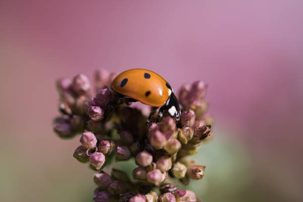 A tiny, delicate ladybug rests on a vibrant, pink rose in summer