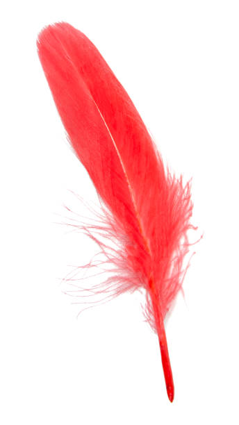 istock Red feather soft isolated on the white background 1357839082