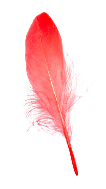 istock Red feather soft isolated on the white background 1357839098