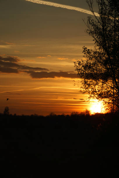 istock Sunset with burning sky behind the trees. 1357839458