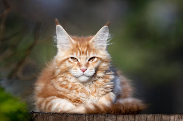 istock Red spotted Maine Coon kitten looking at camera. 1357840614