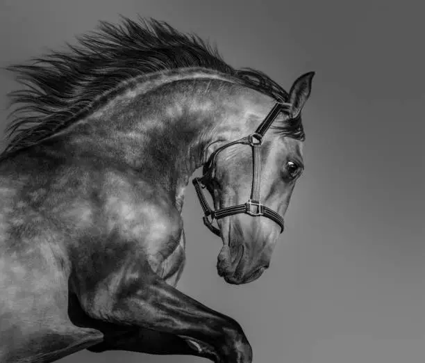 Black and white portrait of Andalusian horse in motion.