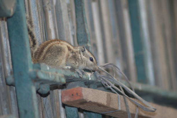istock Indian palm squirrel Funambulus palmarum on a gate. 1357841699