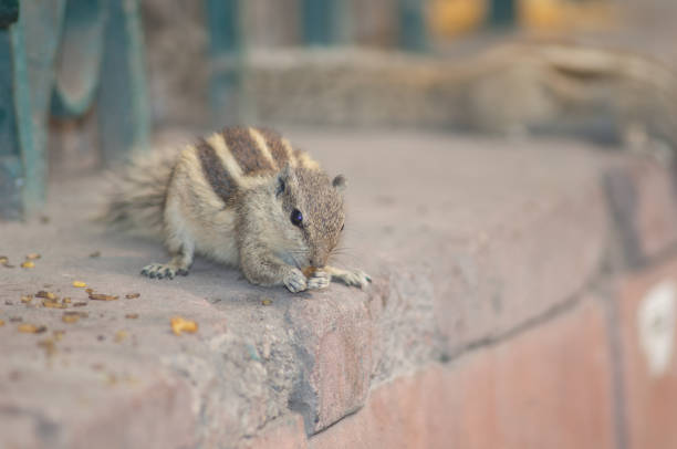 Squirrel in search of food in the bright sunny day