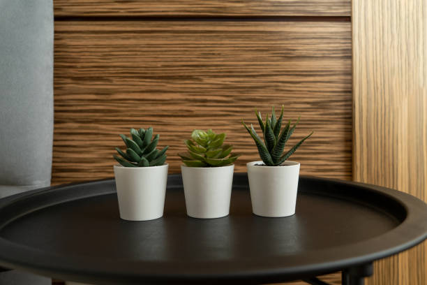 istock Succulent flowers standing in a modern bedroom decorating the interior 1357841907