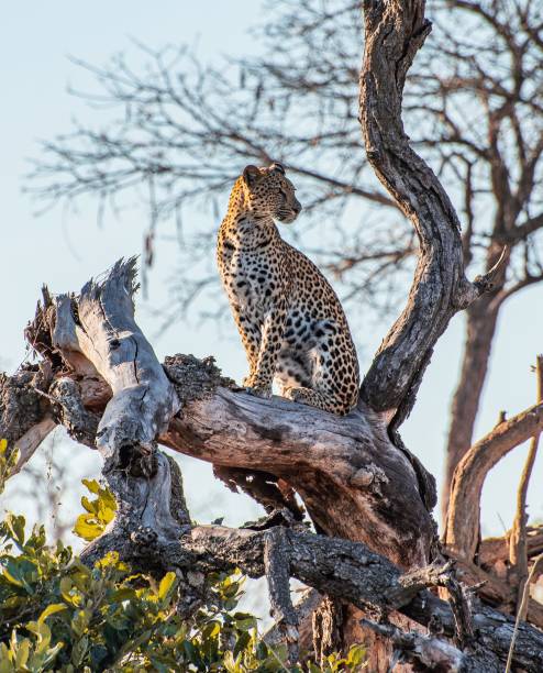 jaguar - leopard kruger national park south africa africa fotografías e imágenes de stock
