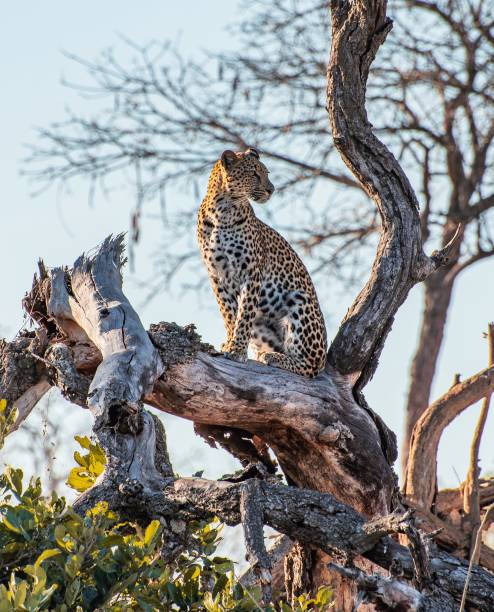 ジャガー - leopard kruger national park south africa africa ストックフォトと画像