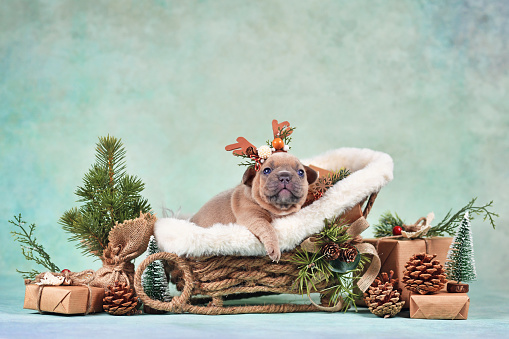 French Bulldog dog puppy in Christmas sleigh carriage surrounded by seasonal decoration in front of green wall