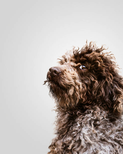 Lagotto romagnolo dog Portrait of a lagotto romagnolo dog on white background lagotto romagnolo stock pictures, royalty-free photos & images