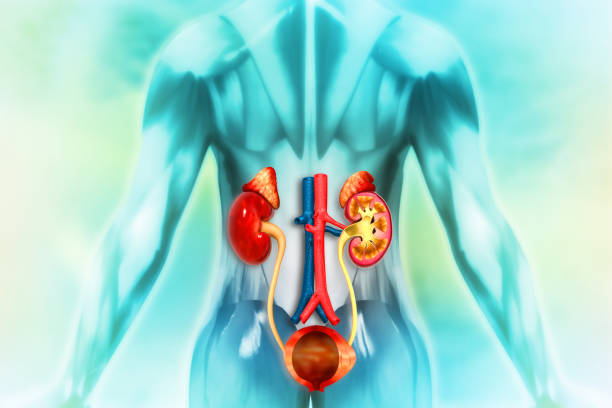 Anatomy of the human urinary system. 3d illustration