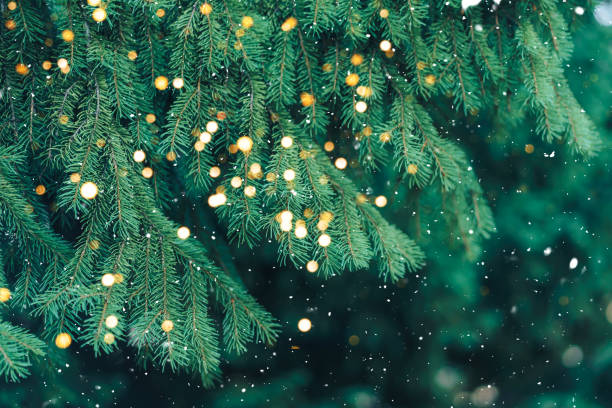 Branch of green Christmas tree on background of falling snow and new year's lights stock photo