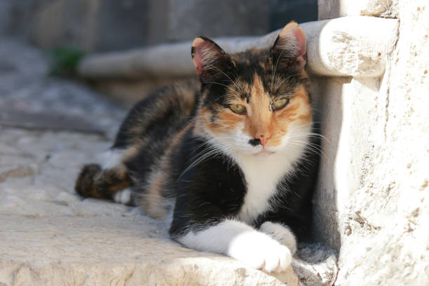 istock Dubrovnik: Cat in front of a door 1357846613