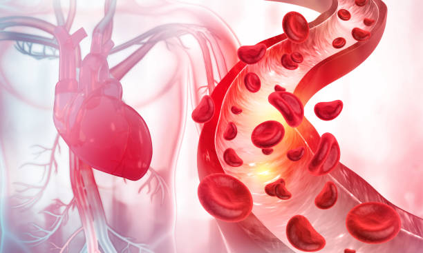 células sanguíneas en una arteria. ilustración 3d - healthcare and medicine human cardiovascular system anatomy human blood vessel fotografías e imágenes de stock