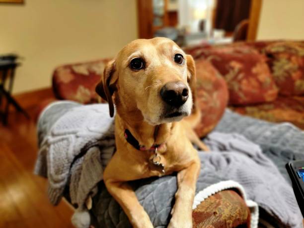 istock Dog Potraits Labrador Retriever Mix  3 1357847722