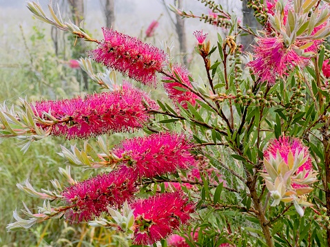 Vertical closeup photo of vibrant pink Banksia flowers in the early morning in Summer. Soft focus background