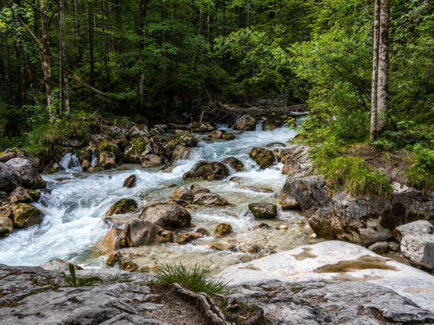 istock Magic Forest Zauberwald at Lake Hintersee with Creek Ramsauer Ache. National Park Berchtesgadener Land, Germany 1357847979