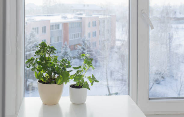 istock green house plants by window in winter 1357847983