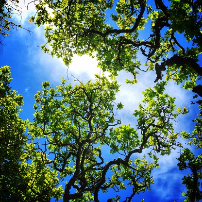 Tree canopy against a blue sky with a puffy white cloud