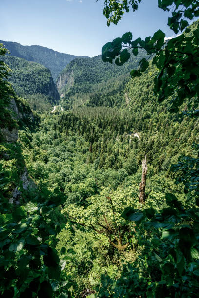 view of the forest in Abkhazia from the observation deck