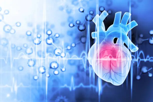 Photo of Anatomy of human heart. 3d illustration