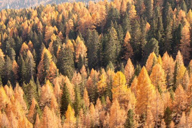 istock yellow larches and green pine trees at fall in the woods 1357849982