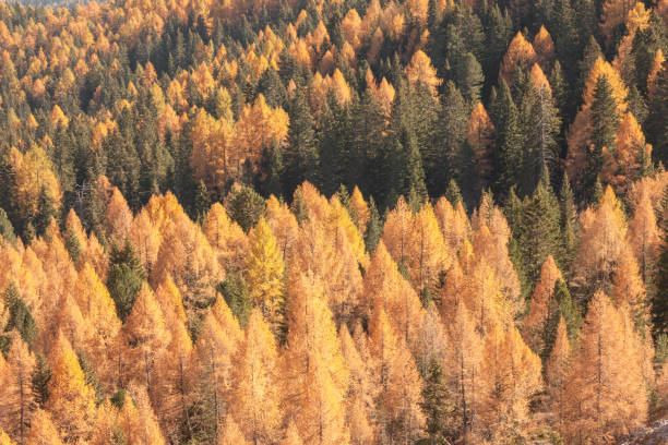 istock yellow larches and green pine trees at fall in the woods 1357850148