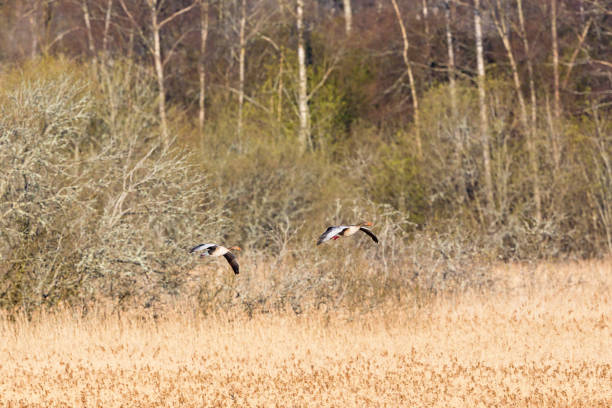 istock Pair with greylag geese flying 1357850151